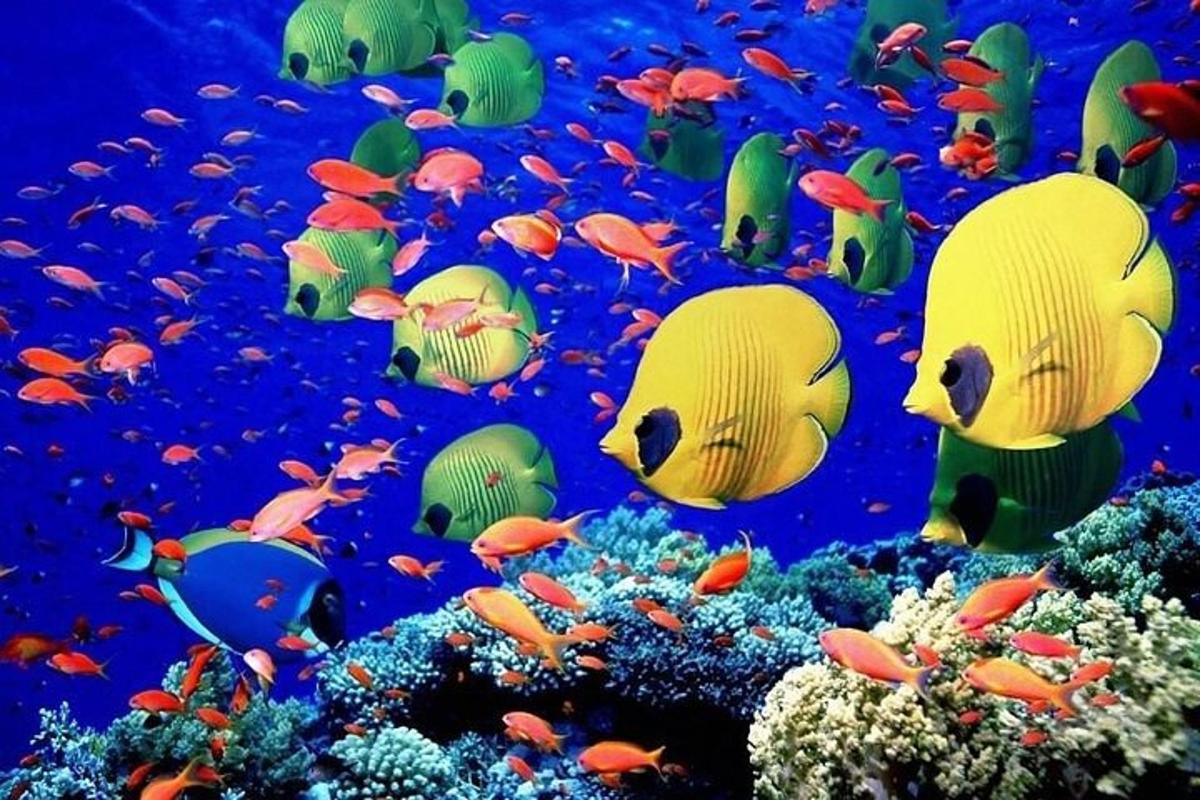 un gruppo di pesci che nuotano in un acquario