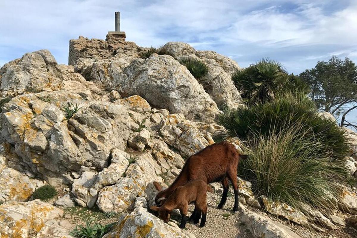 una capra in piedi sulla cima di una collina rocciosa