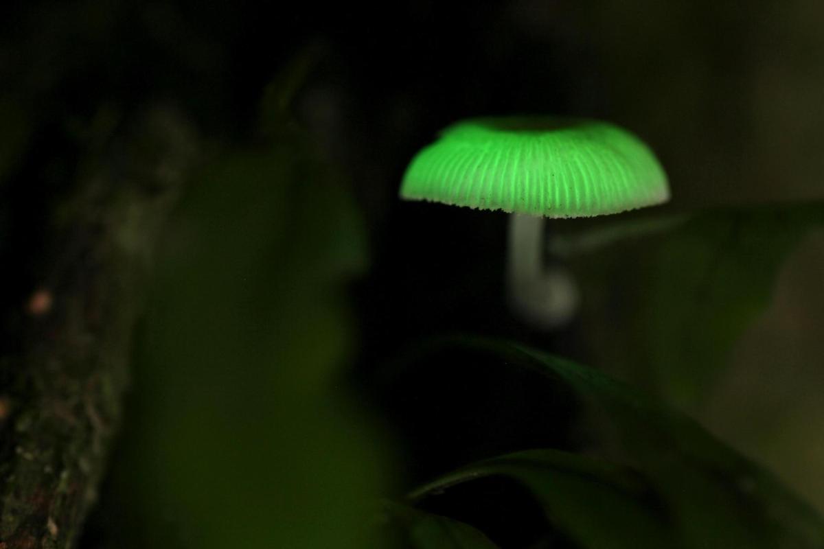 väike roheline seen uduse taustaga