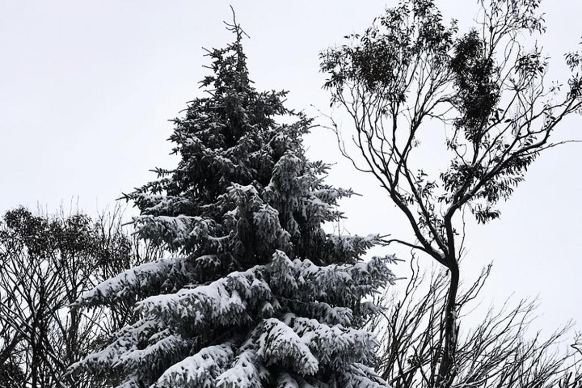 et juletre dekket av snø ved siden av et tre