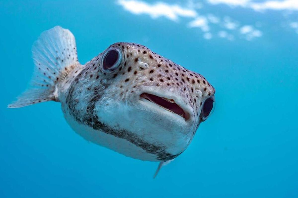a fish head sticking out of the water
