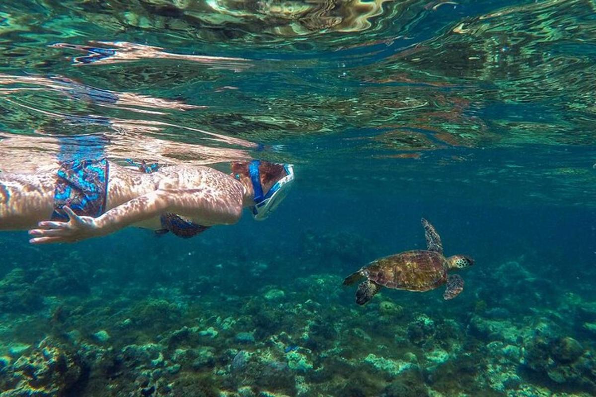 a man and a turtle swimming in the water