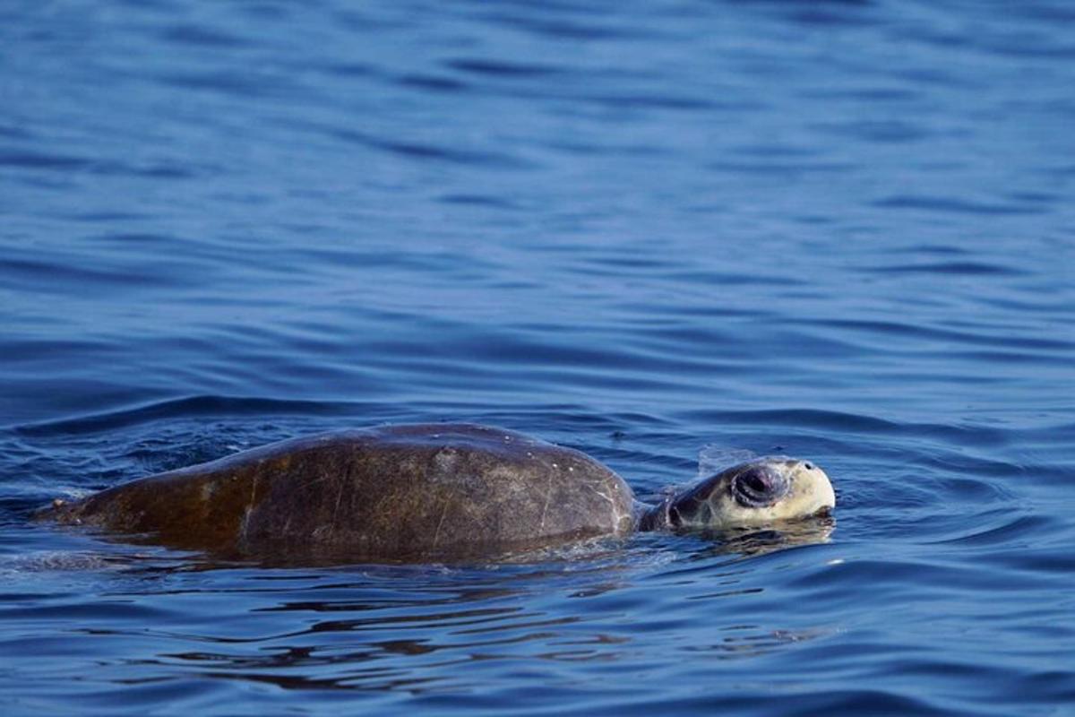 a sea turtle swimming in the water