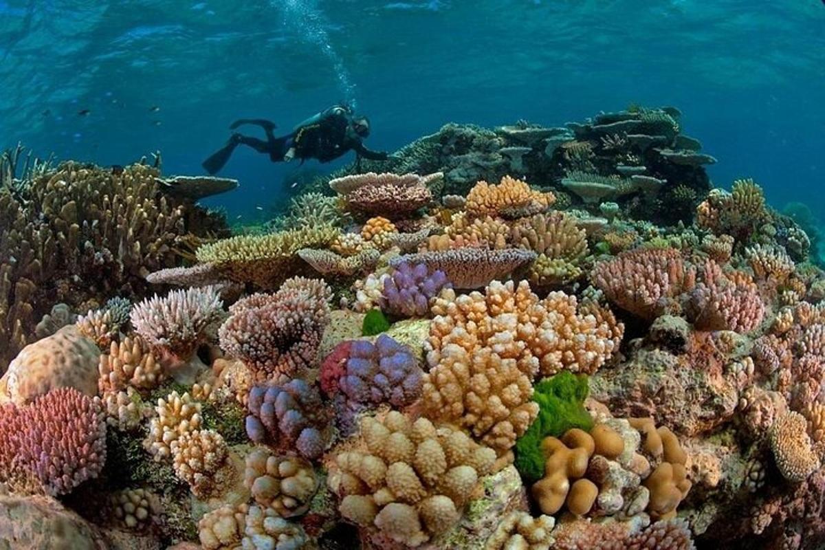 a man is swimming over a coral reef