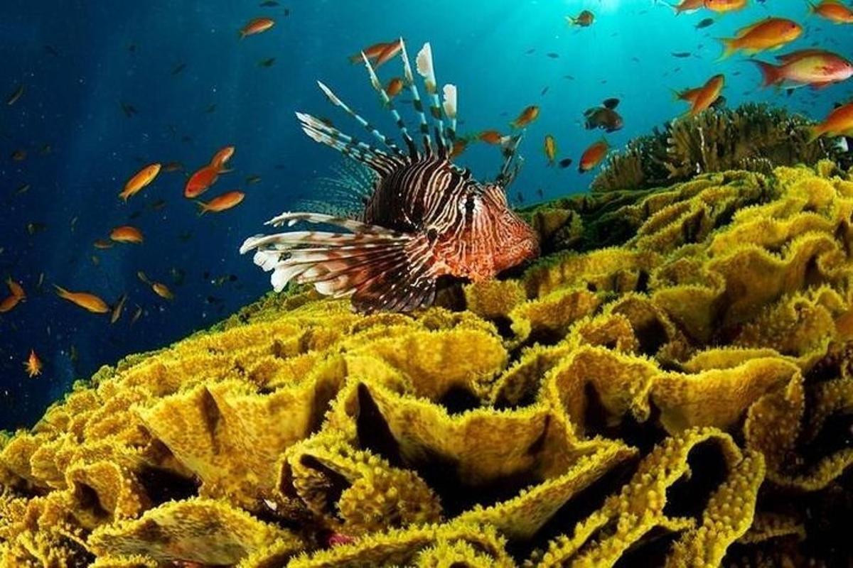 a lionfish on a reef with fish in the ocean