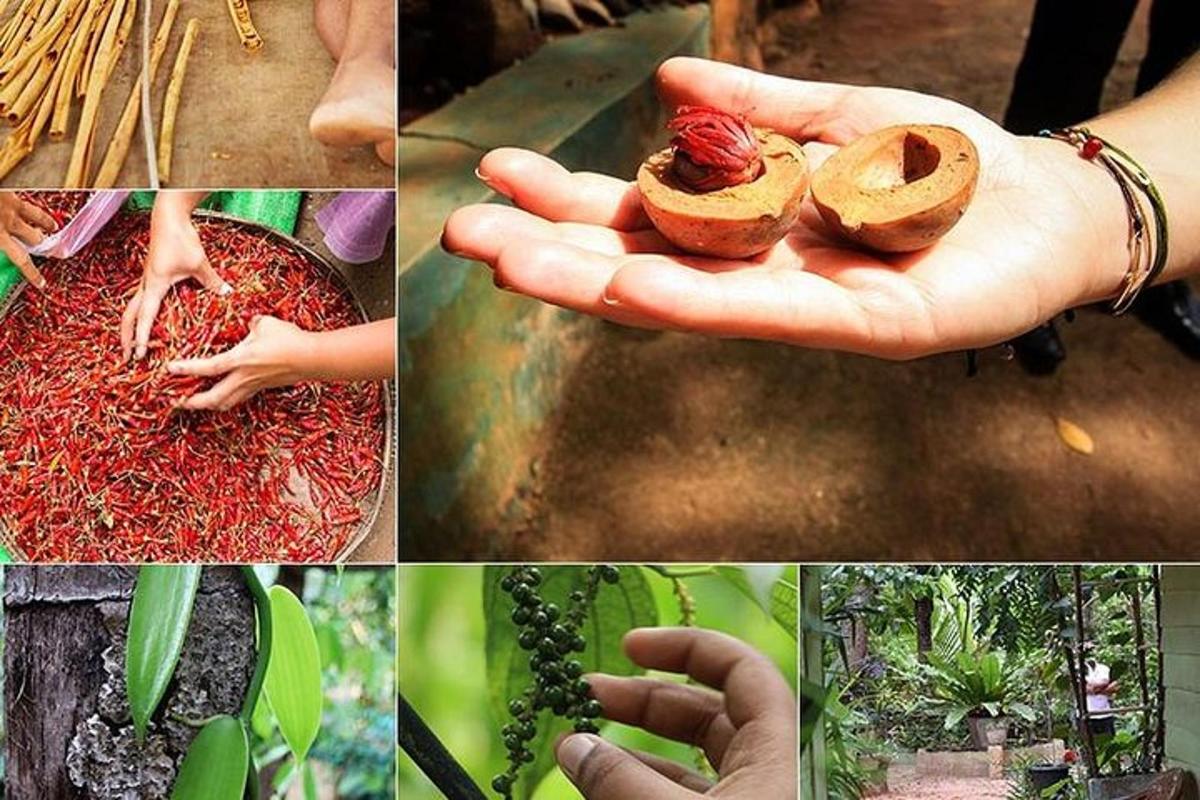 Un collage de imágenes con una persona sosteniendo una planta.