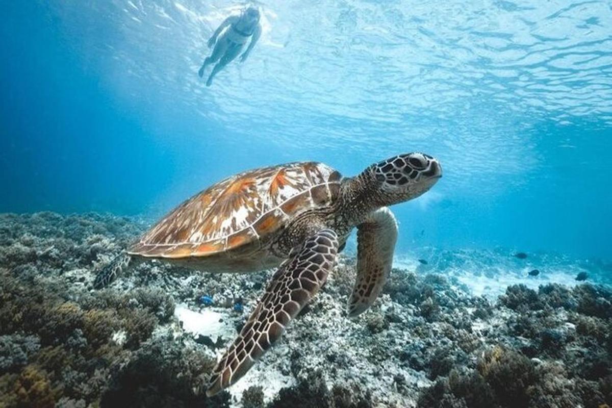 una tartaruga che nuota nell'oceano con un sub