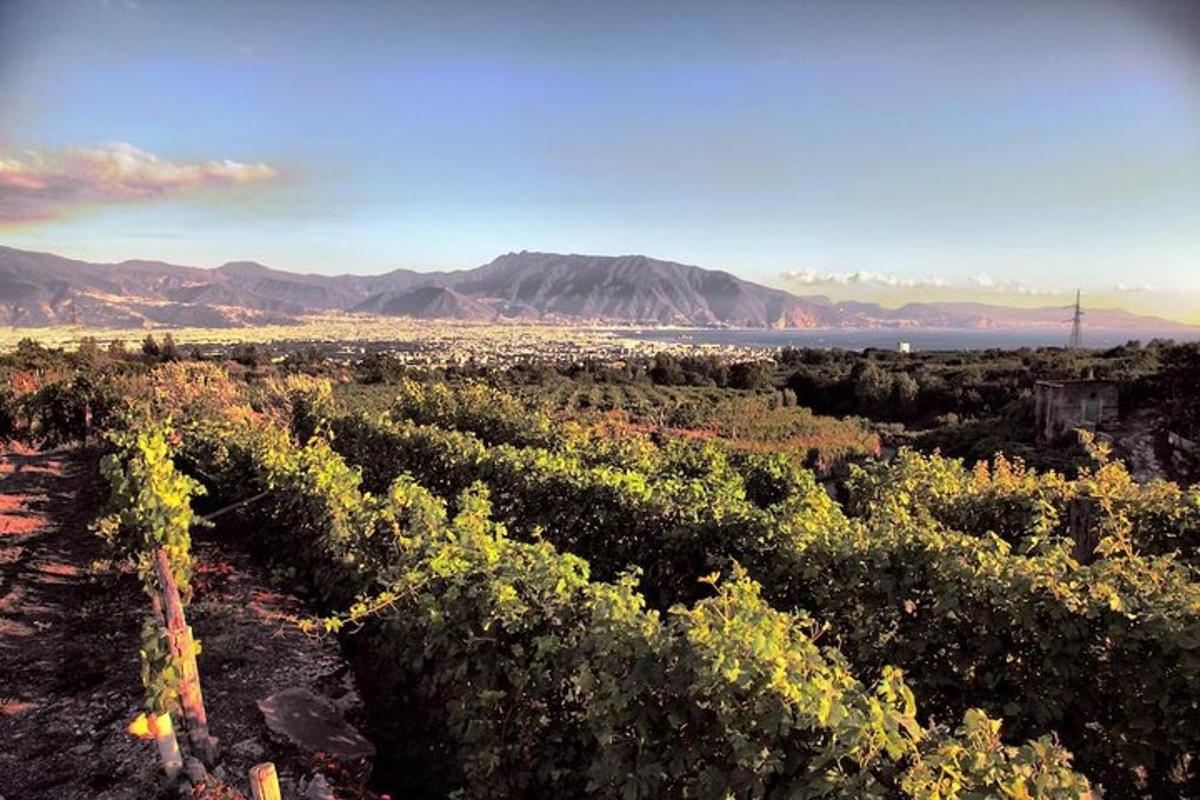 a view of a vineyard with mountains in the background