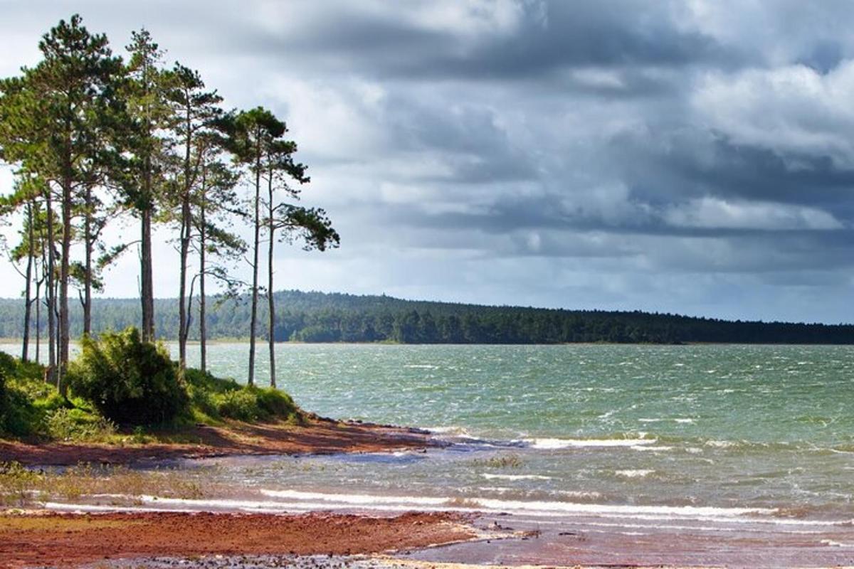 hópur trjáa við bakka vatns