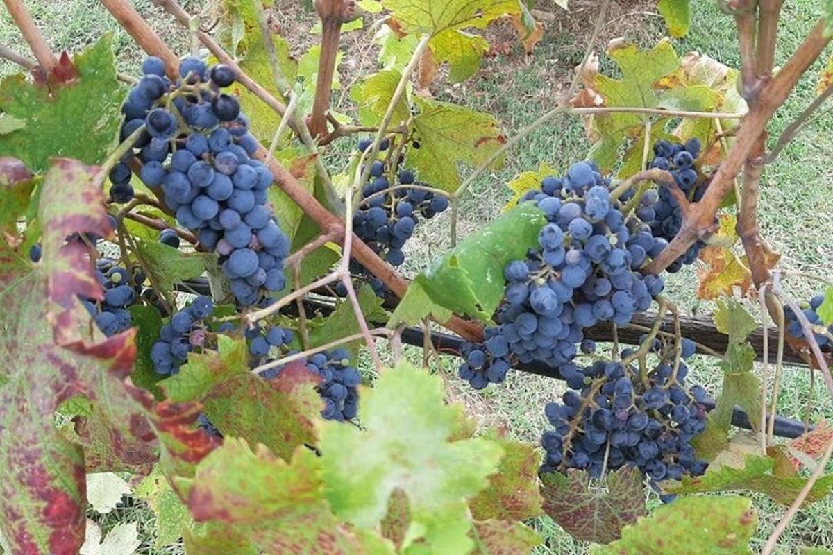 un grappolo d'uva blu che cresce su una vite