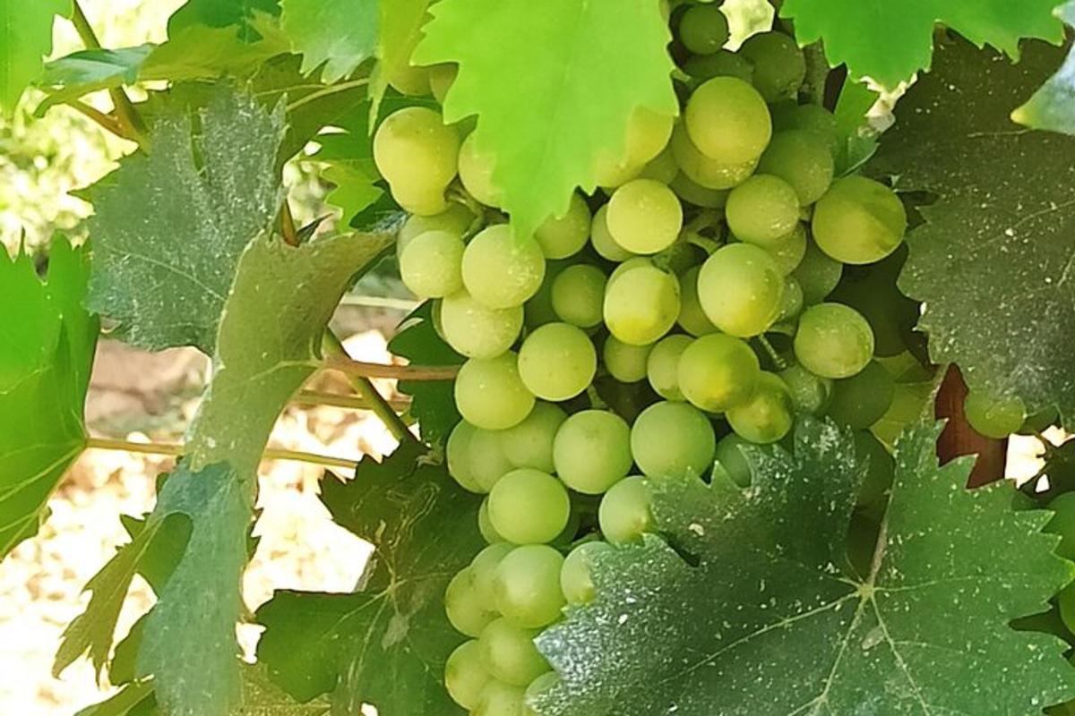un grappolo d'uva verde appeso a un albero