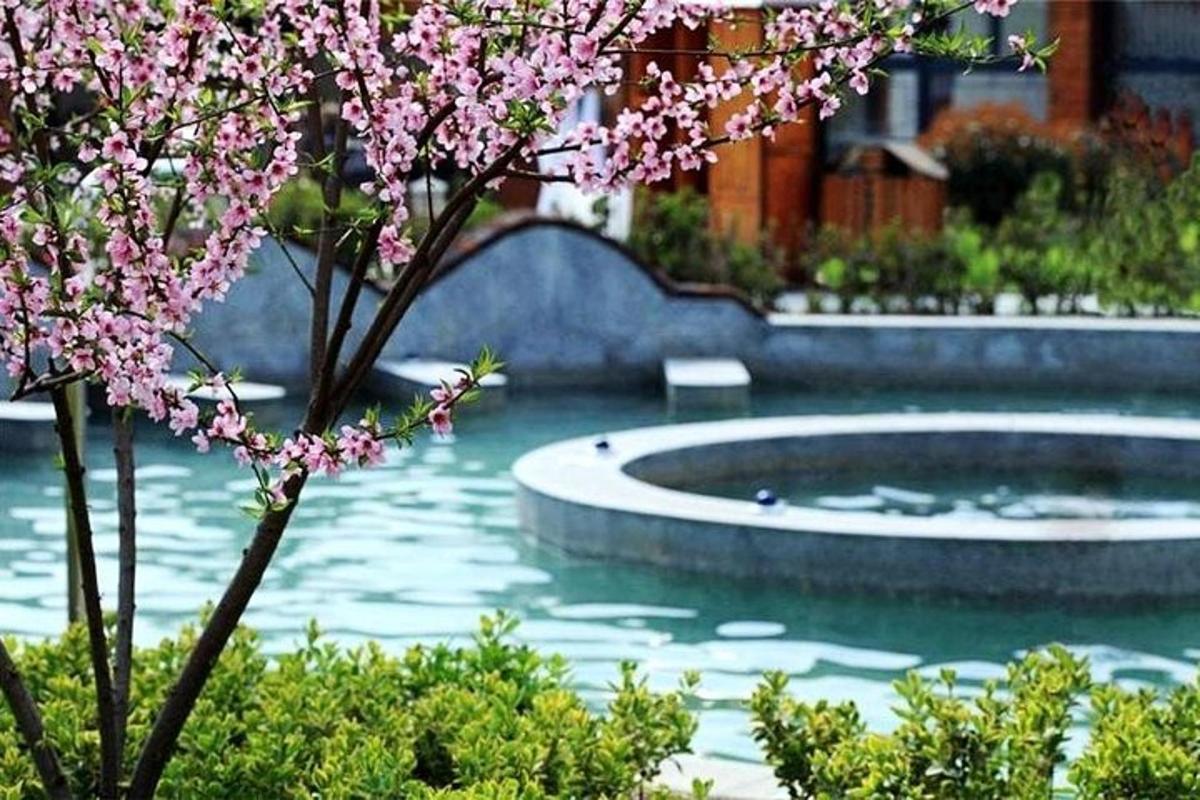 a pool of water with a tree with pink flowers