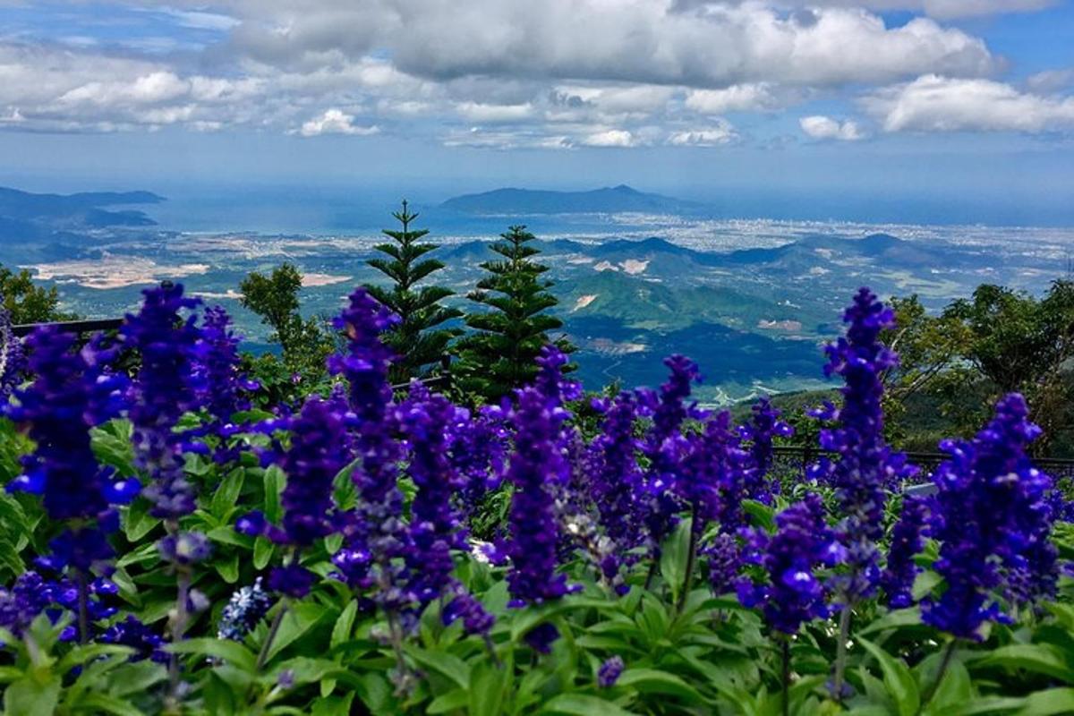 a bunch of purple flowers on top of a mountain