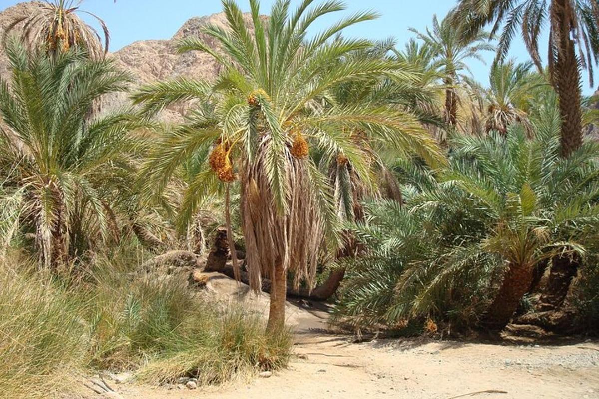un gruppo di palme su una spiaggia
