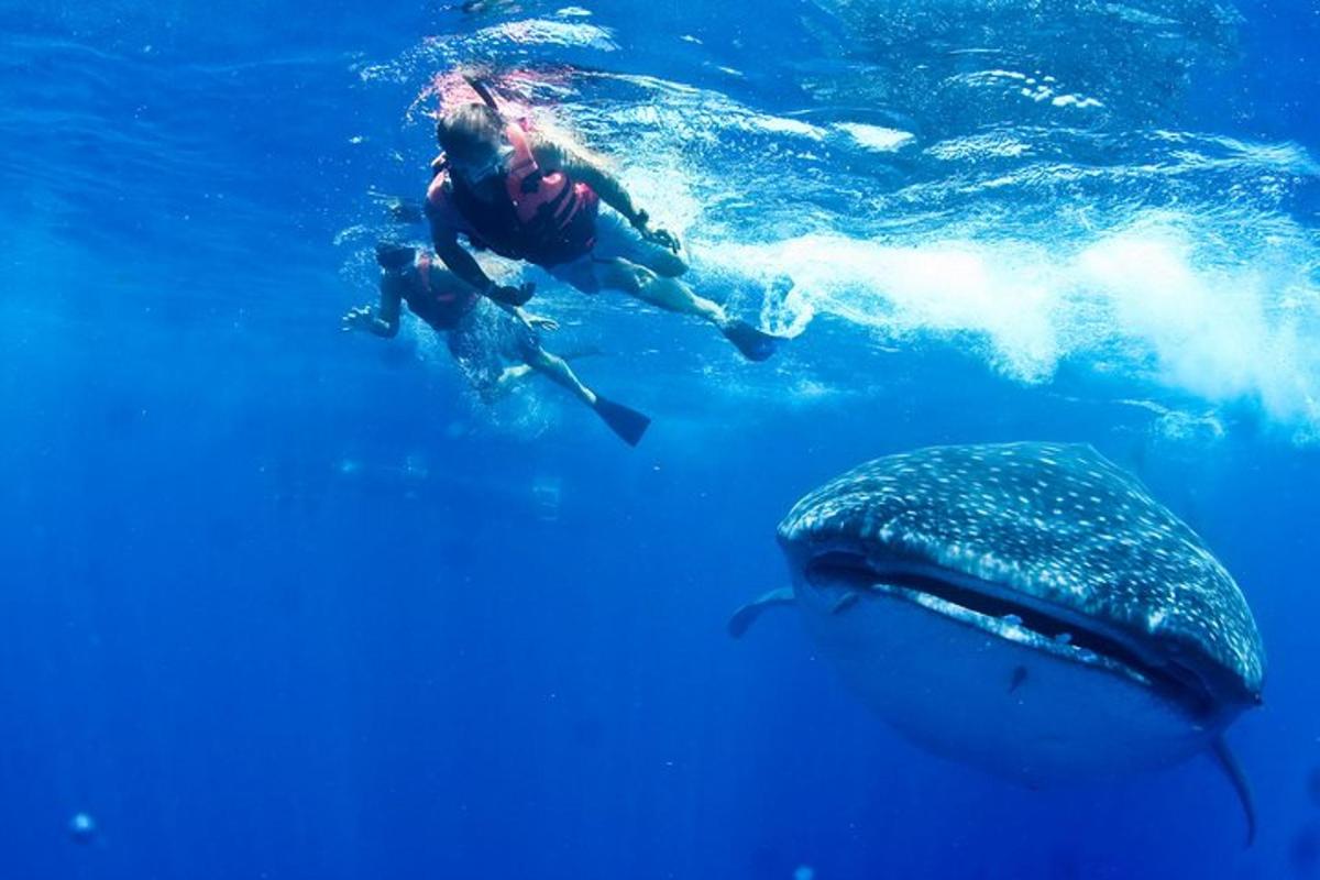 moški plava v oceanu poleg kitovega morskega psa