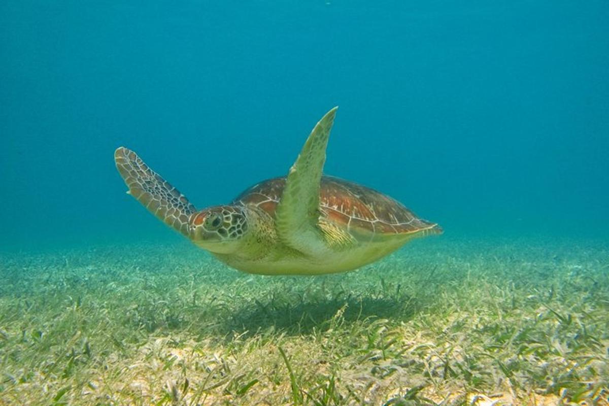 una tortuga marina verde nadando en el agua