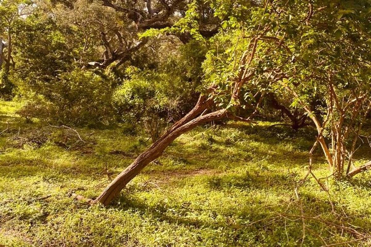 Fotografia da atração 1