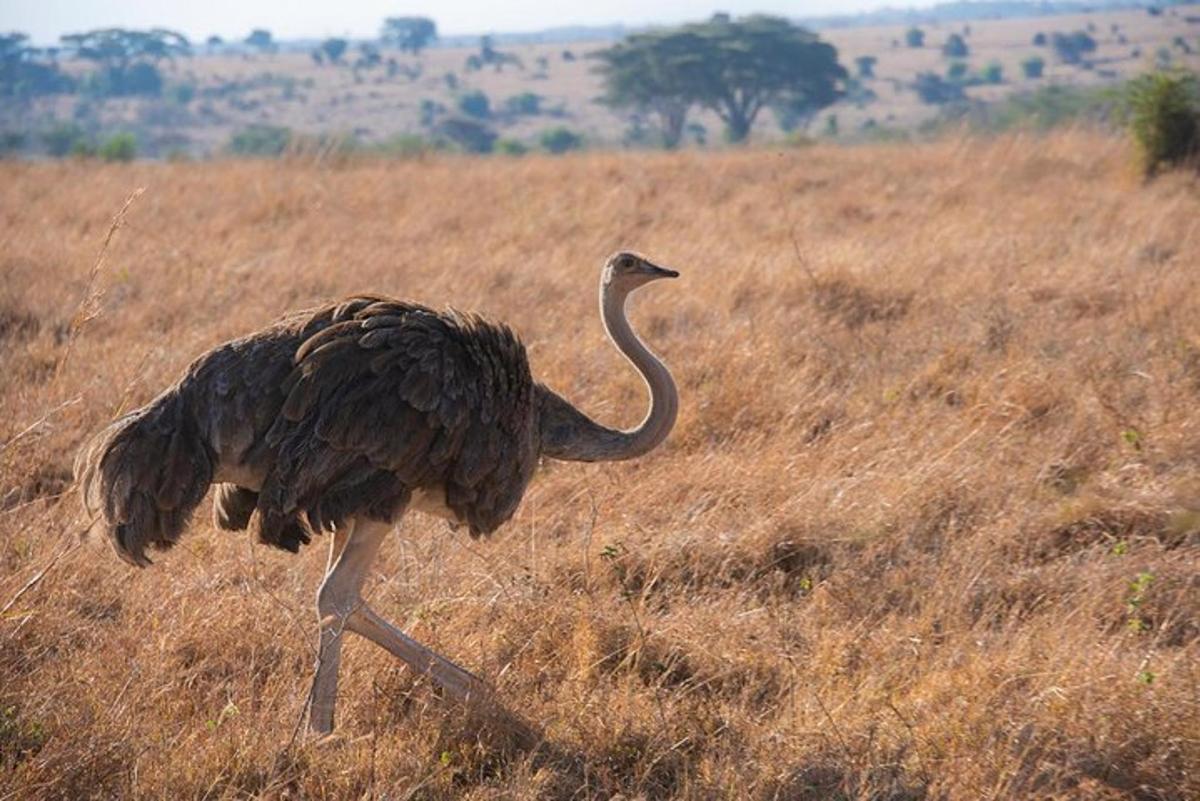 an ostrich walking in a field of tall grass