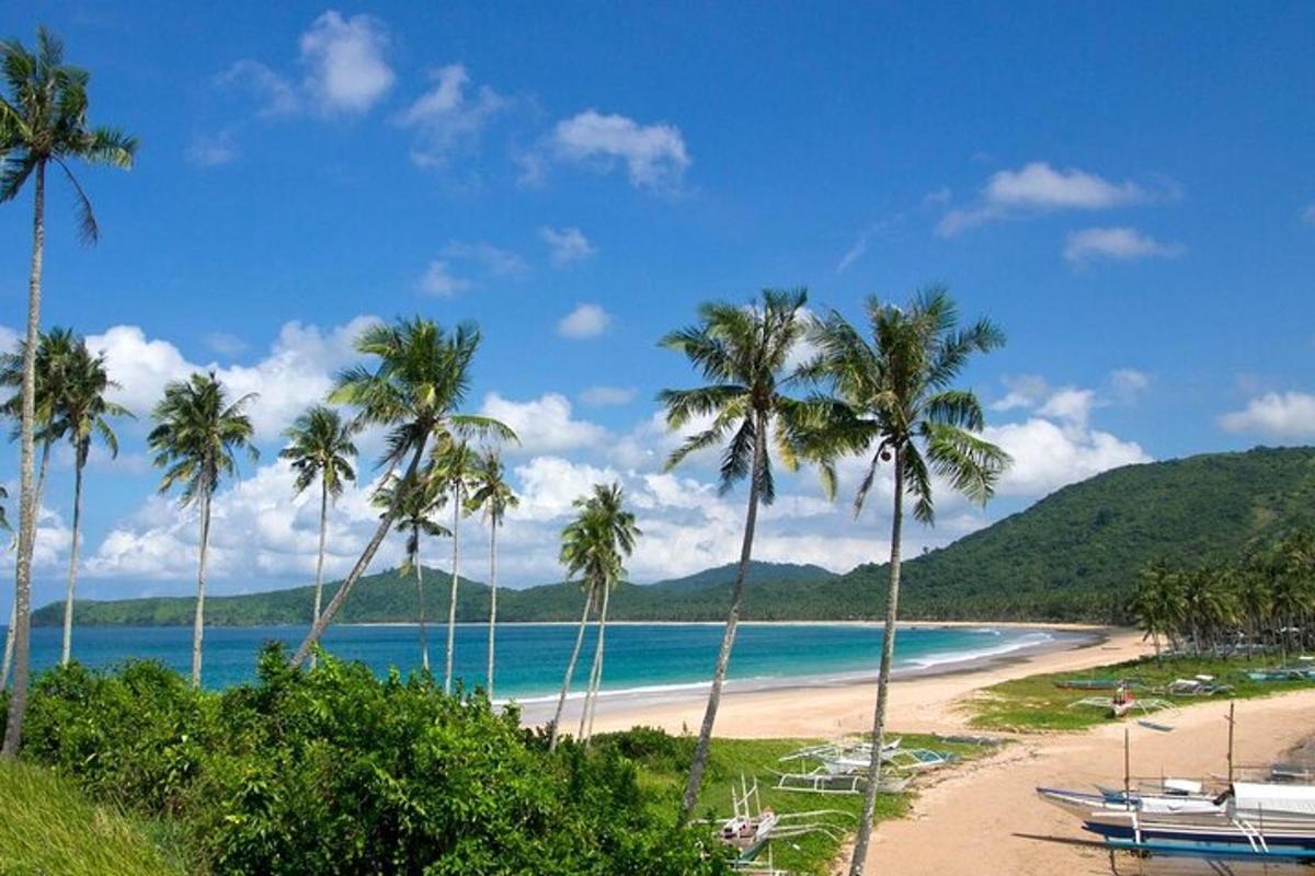 a beach with palm trees and a boat on it