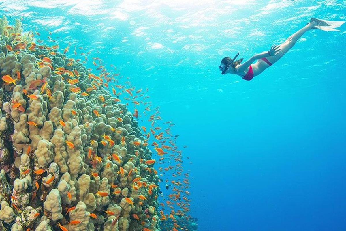 žena plave v oceánu vedle hejna ryb