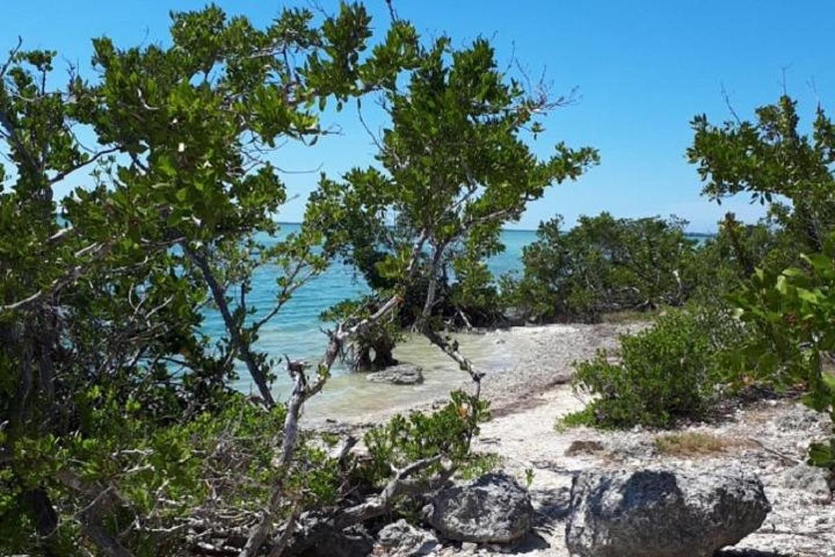 a sandy beach with trees and the ocean