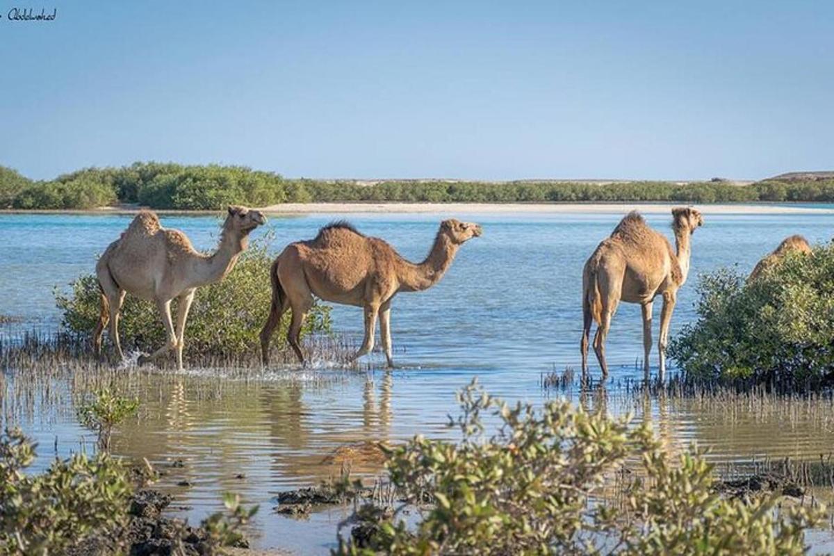 un gruppo di cammelli in piedi nell'acqua