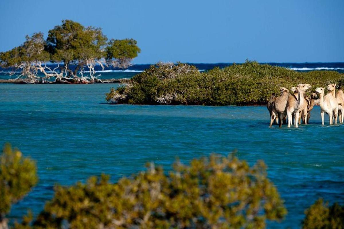 una mandria di animali in piedi su un'isola nell'acqua