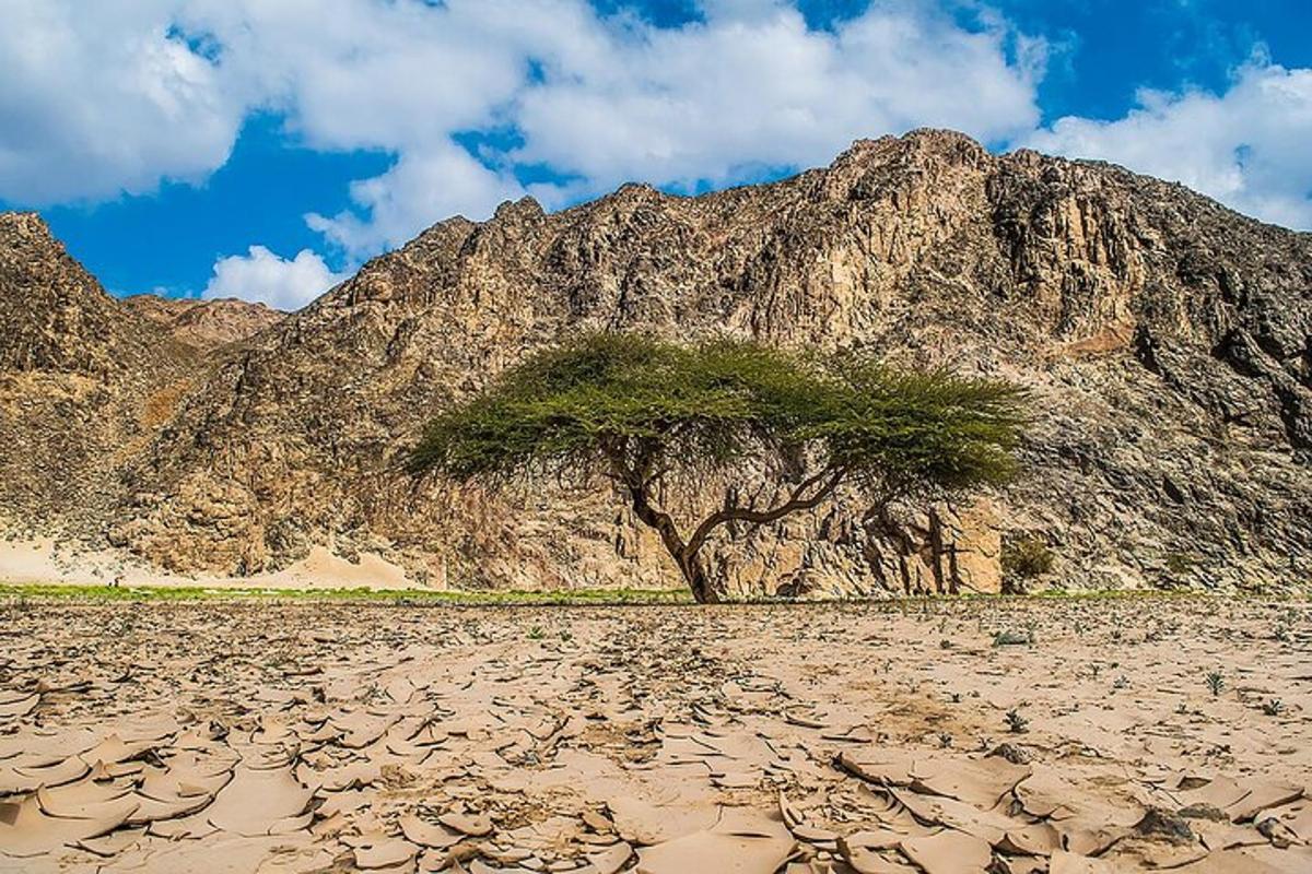 un albero in mezzo a un deserto con una montagna