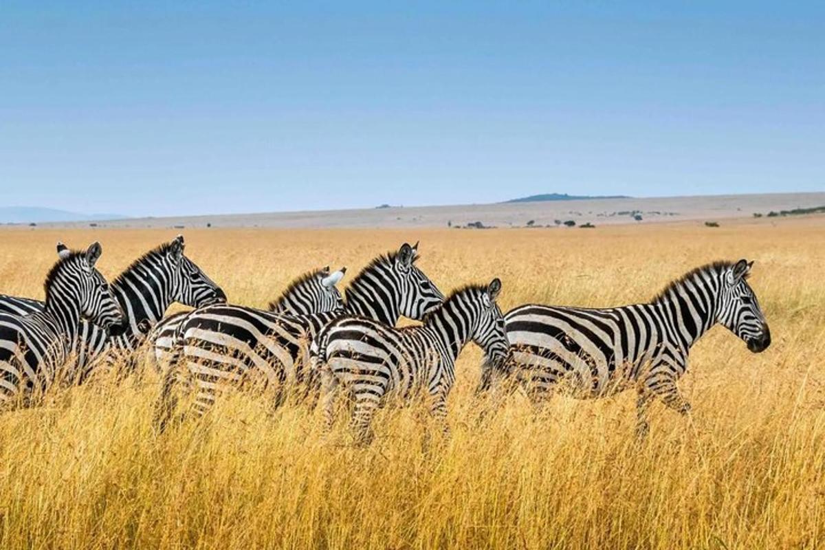 una mandria di zebre in piedi nell'erba alta