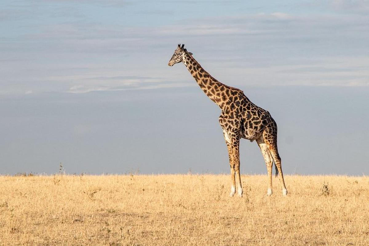 una giraffa in piedi in mezzo a un campo