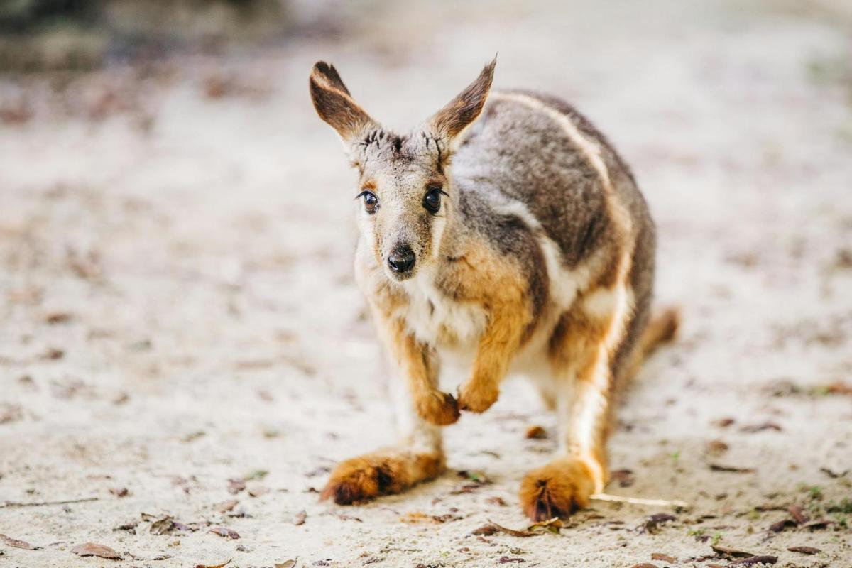 a kangaroo running on the ground in the dirt