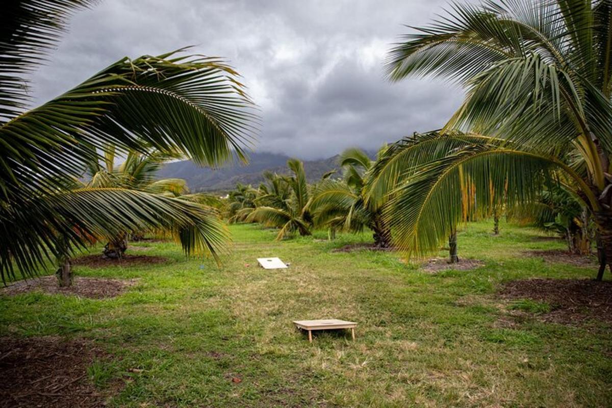 una panchina in mezzo a un campo con palme