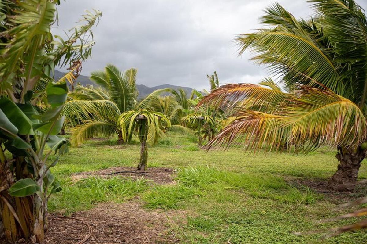 un gruppo di palme in un campo
