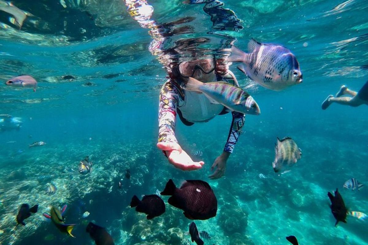 seseorang berenang di dalam air dengan ikan