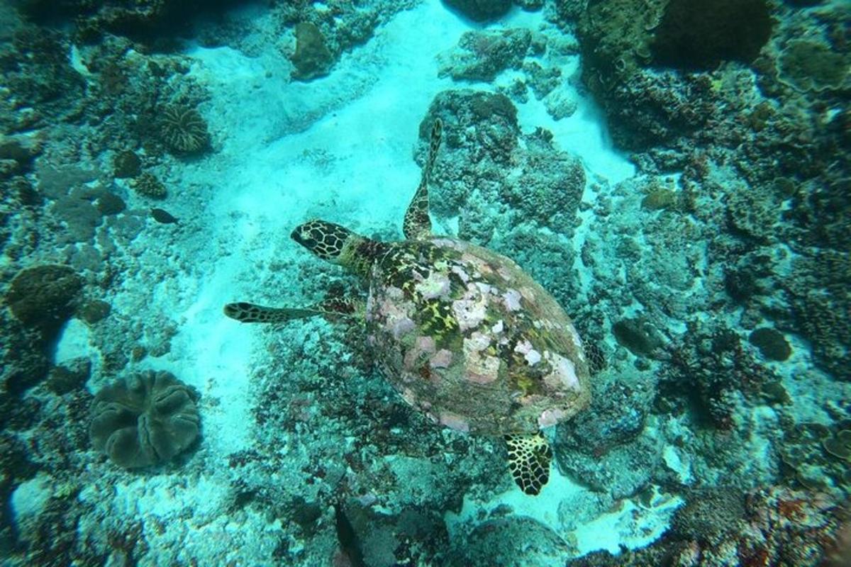penyu hijau berenang di lautan