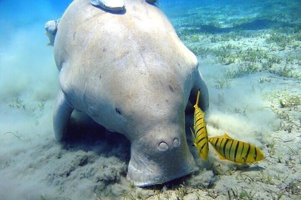 un elefante che nuota nell'acqua con un pesce