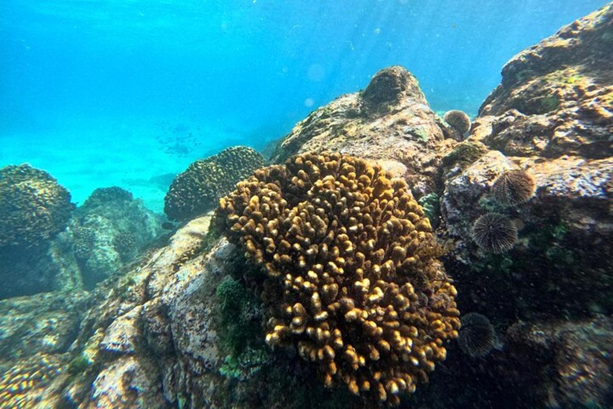 una barriera corallina con l'acqua sullo sfondo