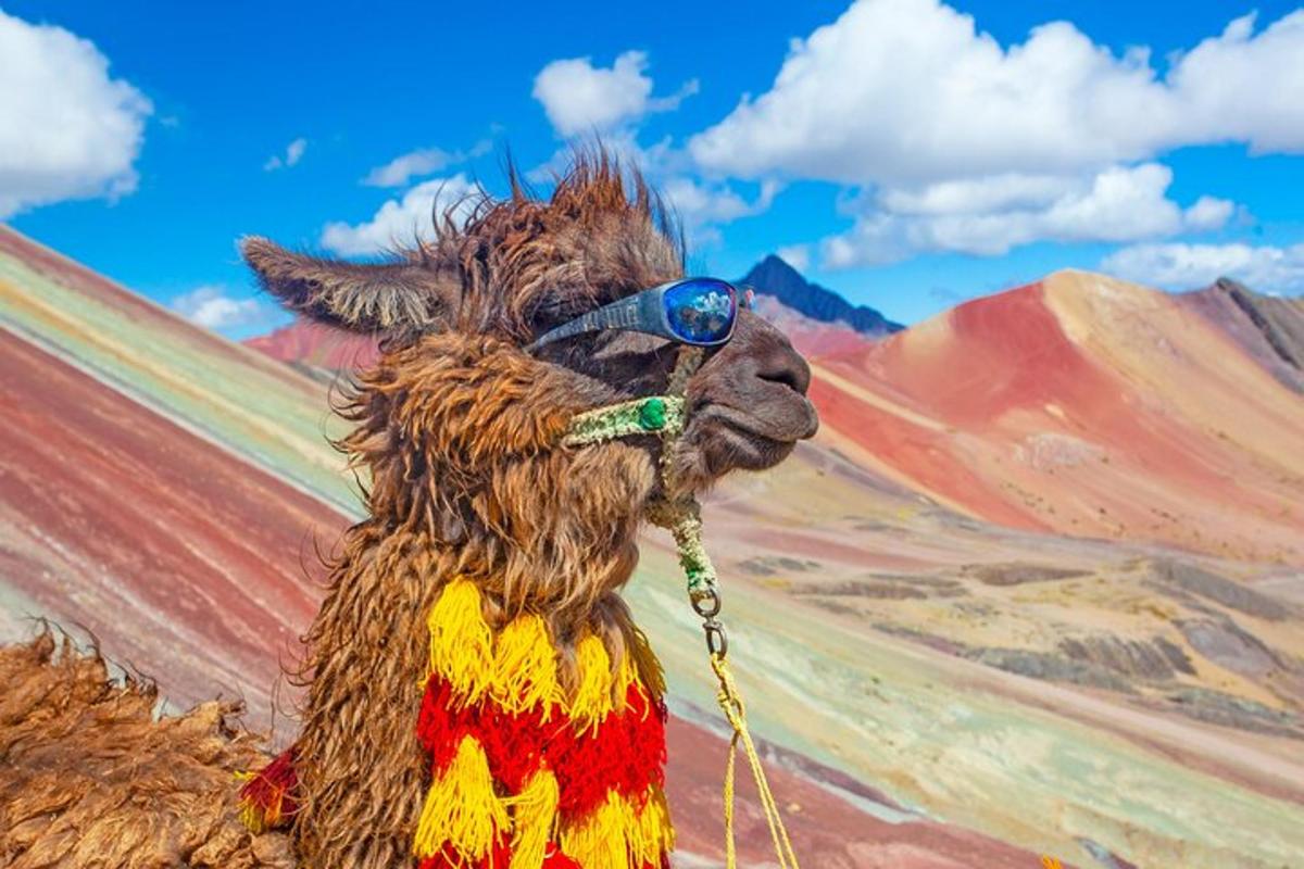 un camell amb ulleres de sol està dret al desert