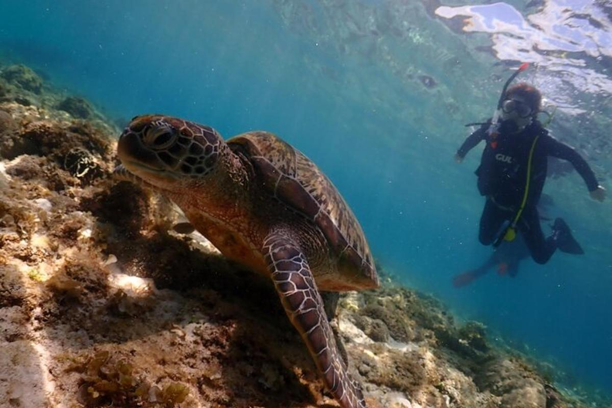 isang pagong ang lumalangoy sa tabi ng isang maninisid sa karagatan