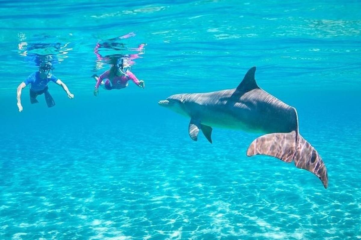 due persone e uno squalo che nuotano nell'acqua