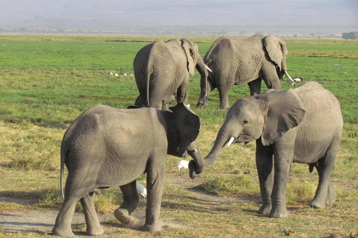 sekumpulan gajah berdiri di padang