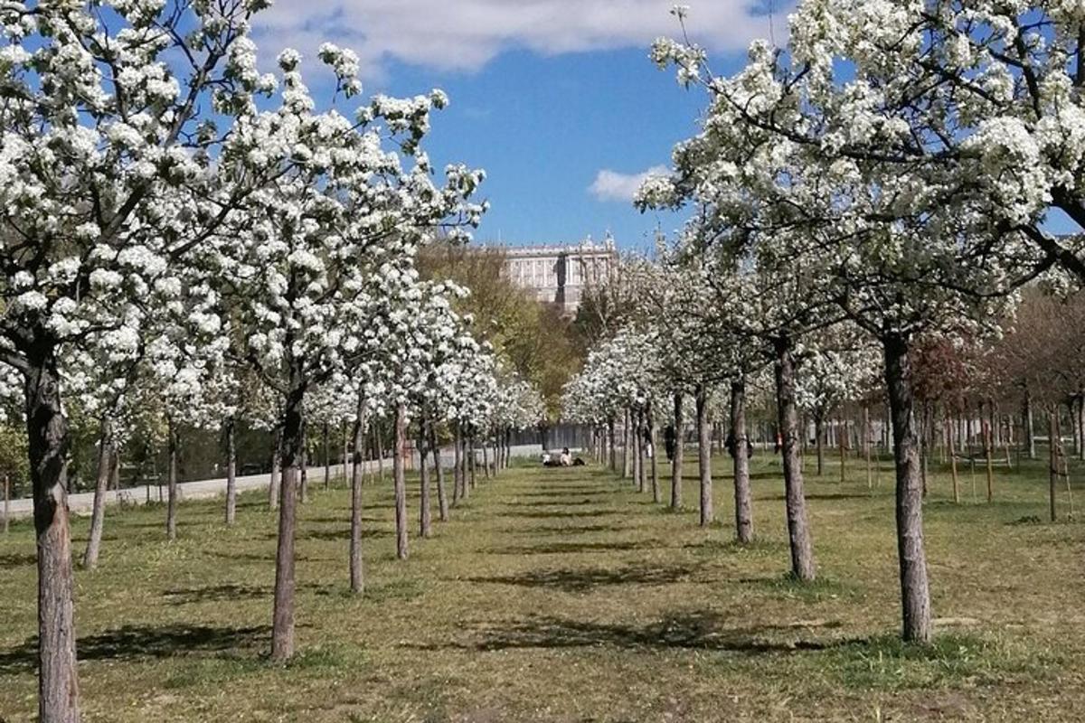 en rad träd med vita blommor på dem