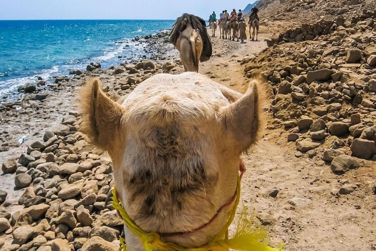 krava, ki stoji na skalnati plaži blizu oceana