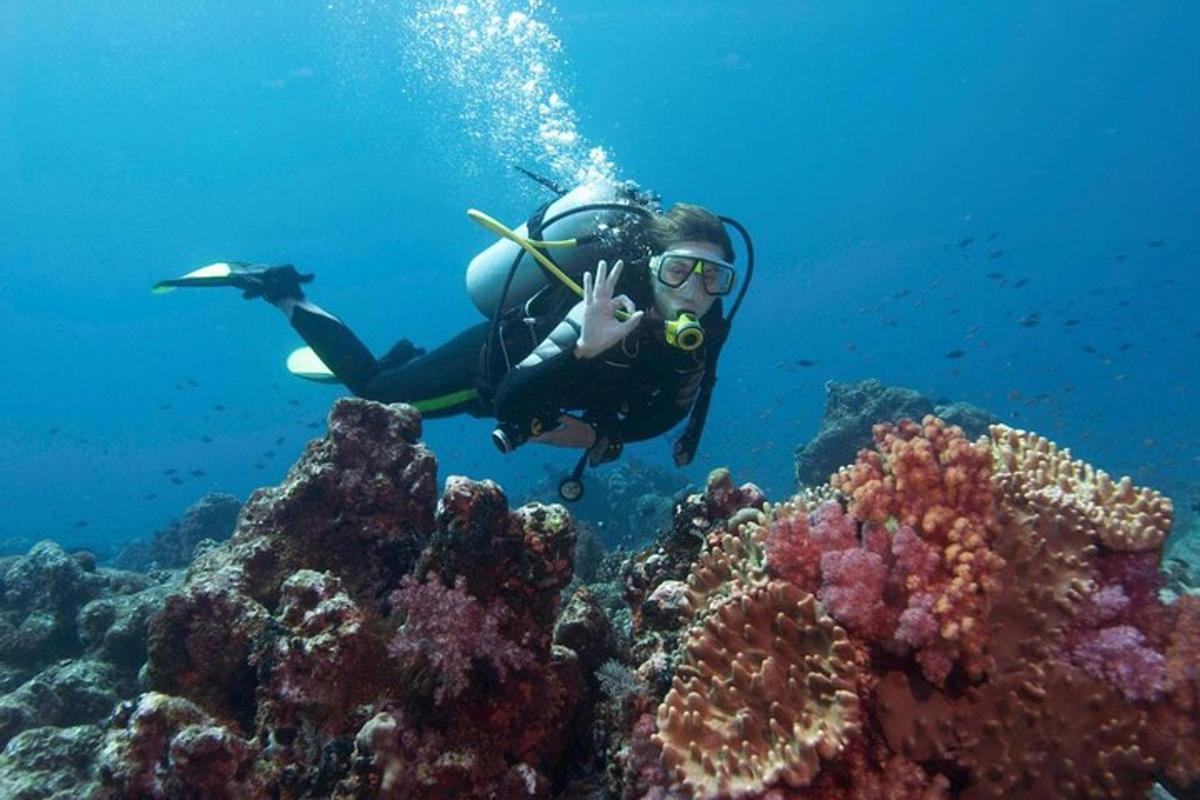 seseorang sedang berenang di atas terumbu karang