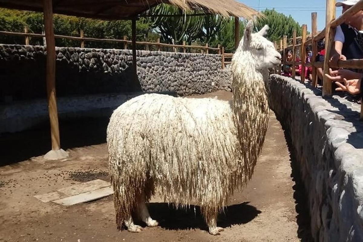 a sheep covered in hay standing next to a wall
