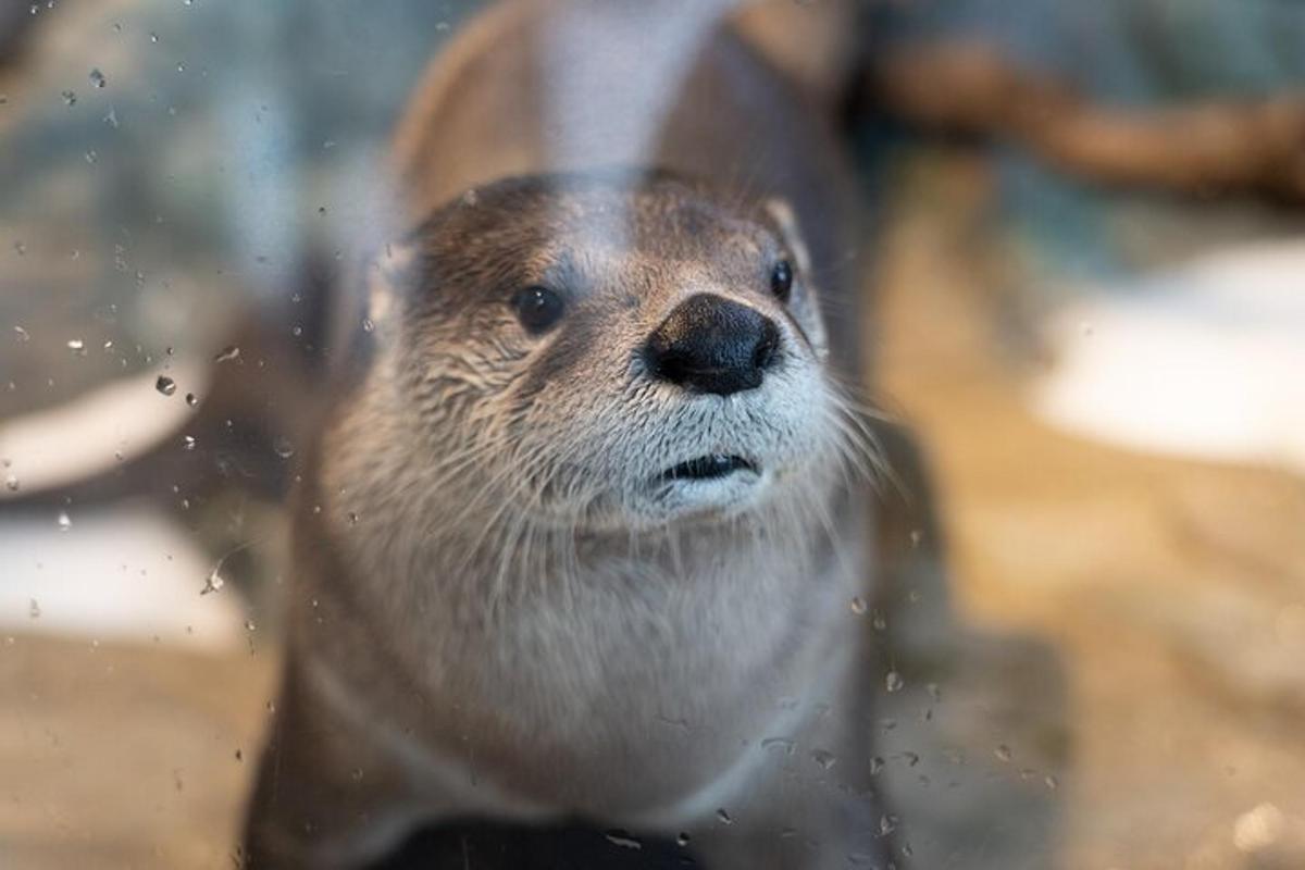 una foca guarda verso la telecamera