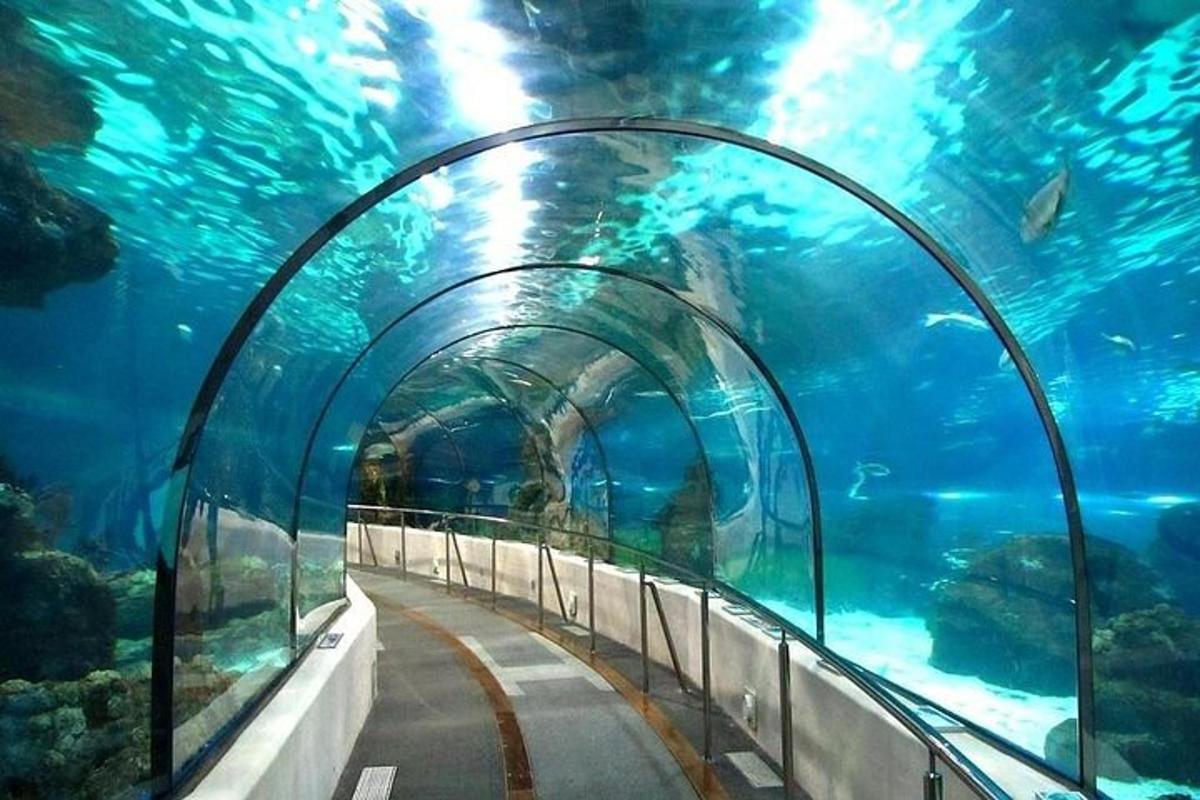Un túnel en un acuario con peces en el agua.
