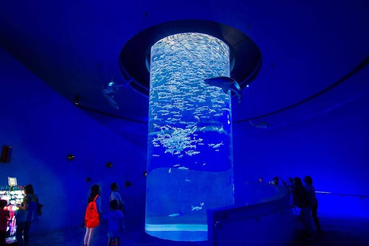 Un gran acuario con un delfín en una habitación azul.