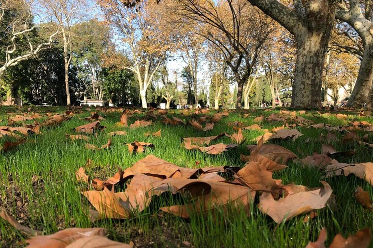 padang daun di atas rumput di taman