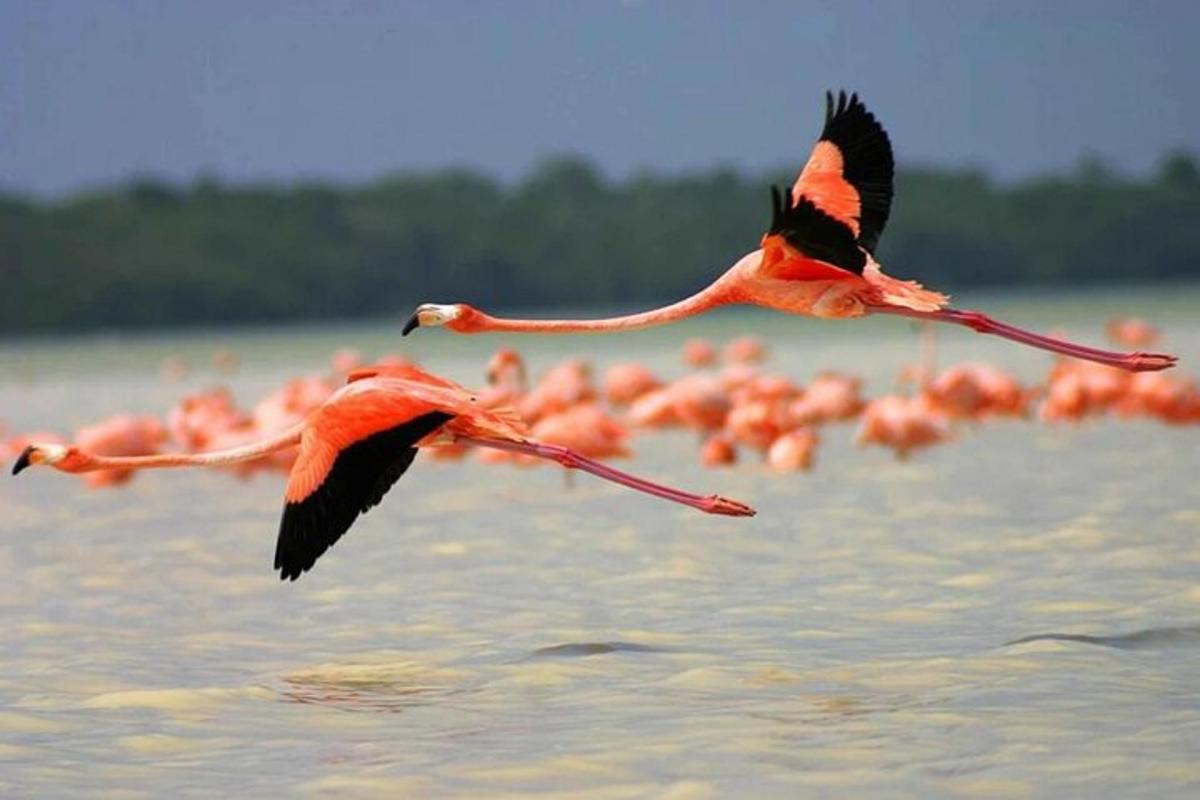 virš vandens skraidantis rožinių flamingų pulkas